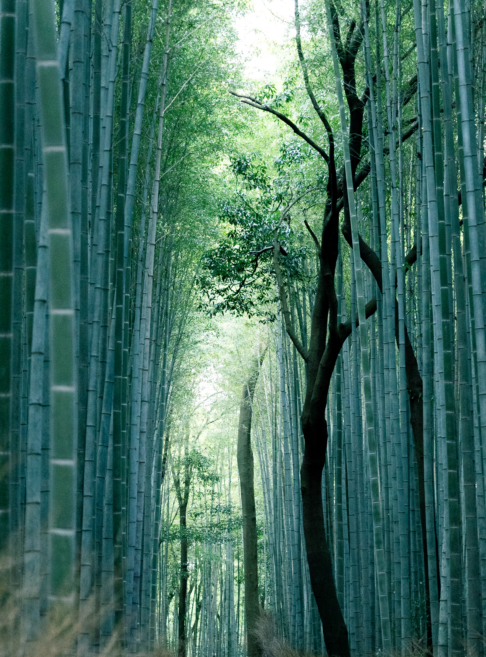 Japanese Proverb